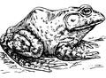 Teacher's Guide:  Notorious Jumping Frog of Calaveras County Summary and More