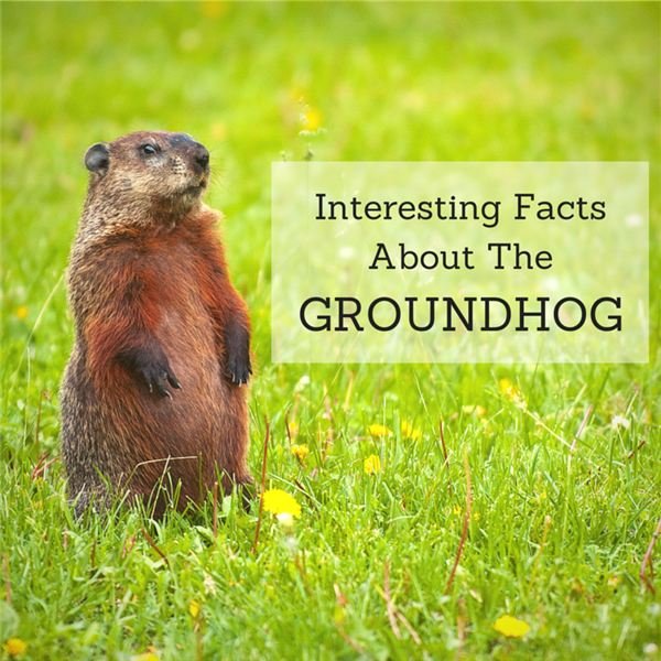 Groundhog Facts Learn About This Adorable and Intelligent Animal