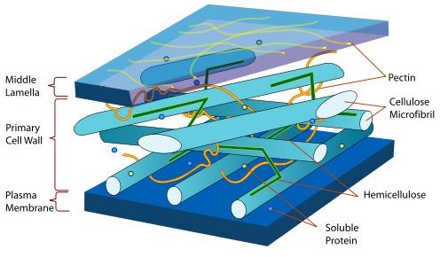 Plant Cell Diagram