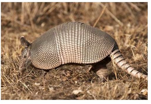 Armadillo Facts: Learn About the Armadillo's Diet, Habitat, & More