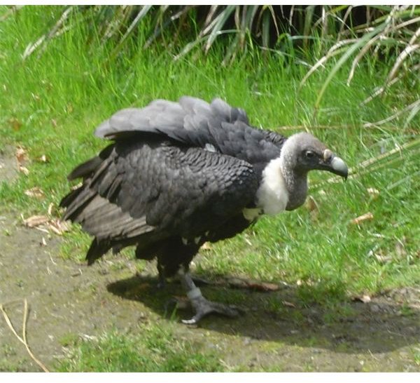 Vulture