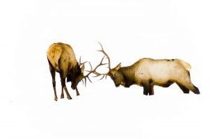 elk_fighting