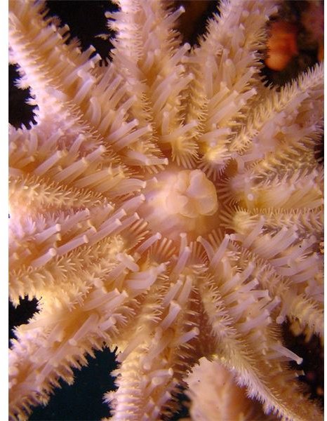 The Underside of a Starfish