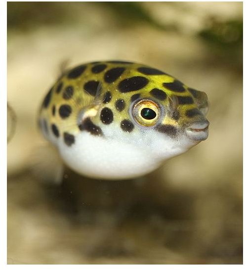 Puffer Fish Facts and Interesting Info 