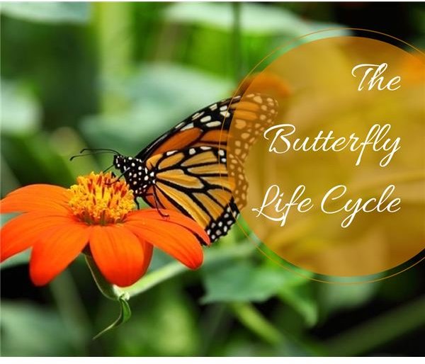 Life Cycle of Butteflies, Moths and Caterpillars