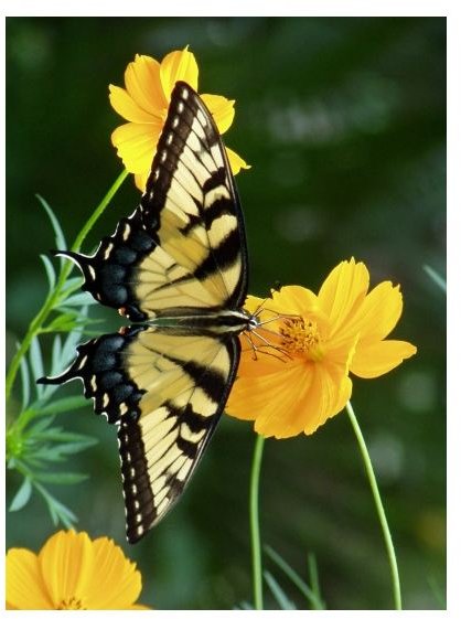 Interesting Tiger Swallowtail Butterfly Facts: Life Cycle, Habitat, Diet and More