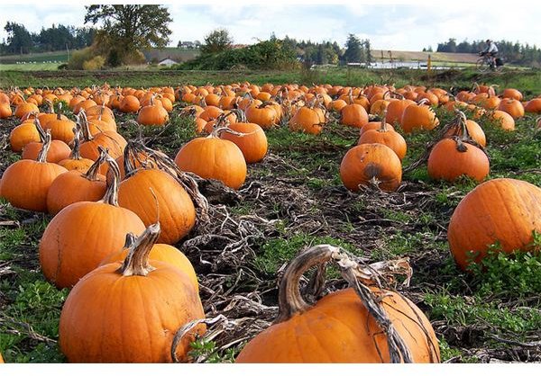 A Kindergarten Lesson on the Pumpkin