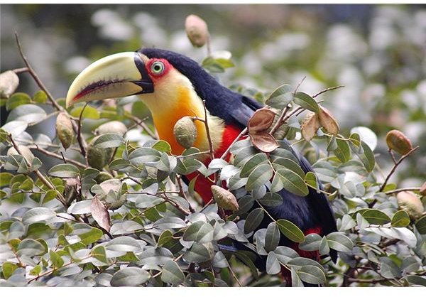 Interesting Toucan Facts: Habitat, Biology & Behavior