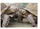 ten-turtle-facts-for-preschoolers-theme-teaching-ideas-brighthub-education