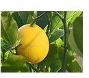 Learn the health benefits of lemons