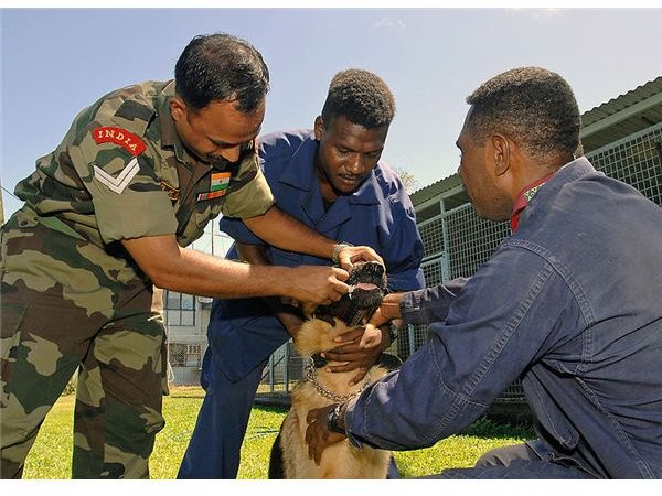 800px-US Navy 070814-N-4954I-020 Indian army, Cpl. Dinesh K. Singh, a veterinarian technician, gives de-wormer medication to a German Shepherd with the local police canine unit