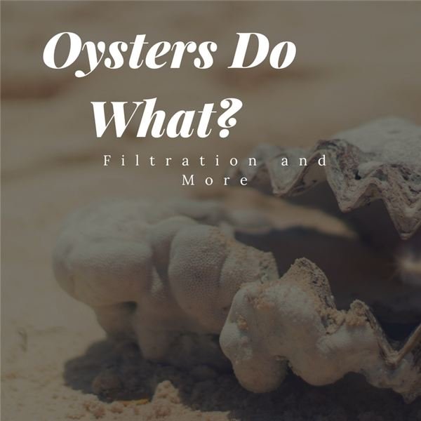 Interesting Facts About Oysters
