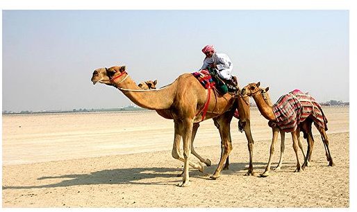 Learn the Adaptations of the Camel to a Desert Environment