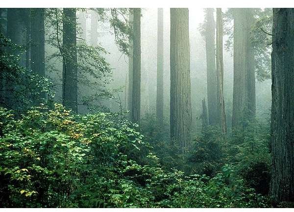 Redwood National Forest