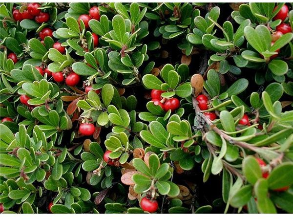 Bearberry Tea: Benefits, Precautions and Preparation