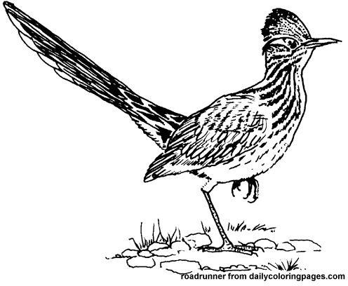 Roadrunner Coloring Page