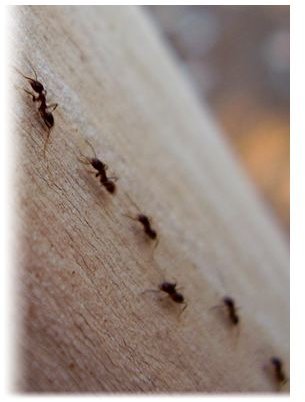 Ideas for Pet Safe Ant Repellent