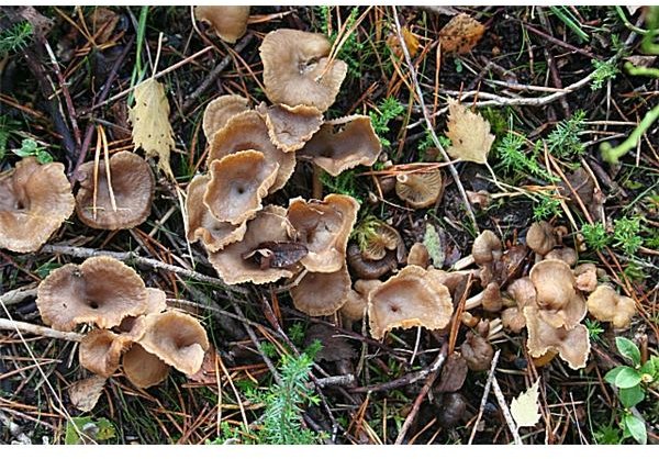 Chanterelles