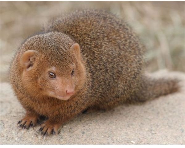 Information on the Mongoose Animal: Fun & Interesting Facts About the Mongoose