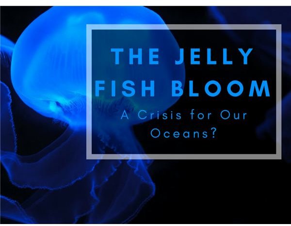 Jellyfish Blooms: Potential Problems and Possible Solutions