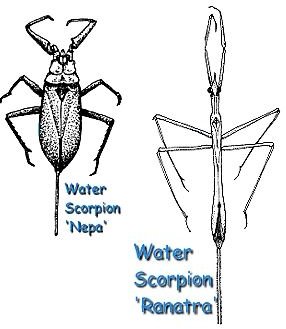 Water Scorpion Facts: Learn About these Amazing Water Bugs