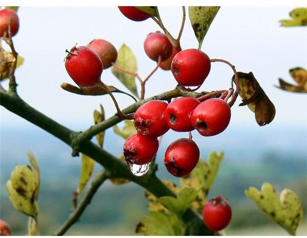 Effective High Blood Pressure Herbs for Natural Relief