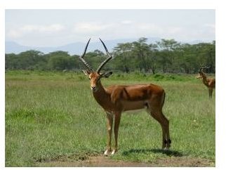How Adaptations of Gazelles Help These Herbivores Cope with their Environment and the Pressures of Being a Prey Species