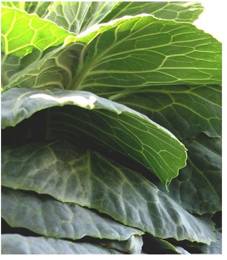 Green Leafy Vegetables - 5 Reasons to Eat Your Dark Green Leafy Vegetables