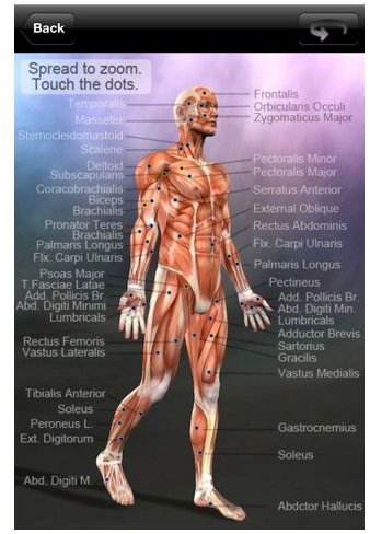 Learn Muscles - Anatomy Quiz & Reference