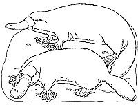 Platypus Coloring Page