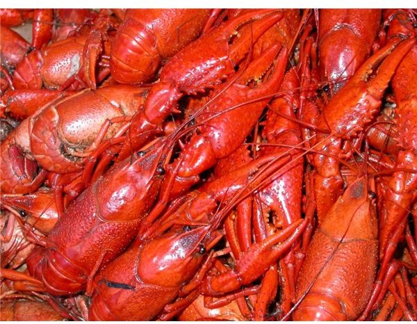 Boiled Crayfish USGS