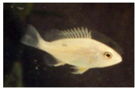 Lutjanus synagris - lane snapper