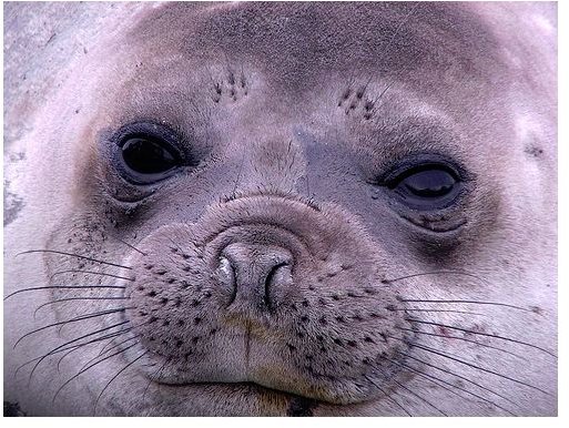 Baby Southern Elephant Seal