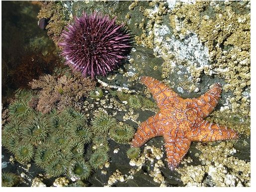 Description For The Intertidal Zone The Sea Creatures That Live In 