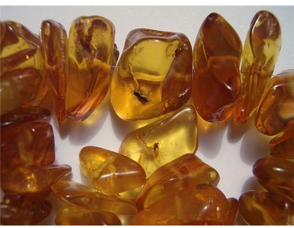 Insects in baltic amber