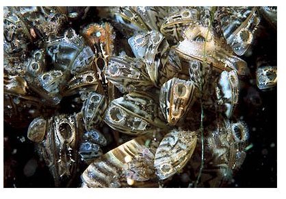 A cluster of zebra mussels, alive and underwater