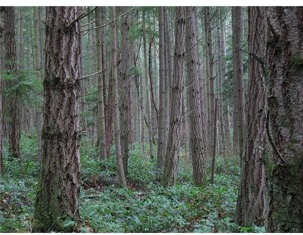 Conservation of the Temperate Deciduous Forest:  What is a Temperate Deciduous Forest and the Threats to It
