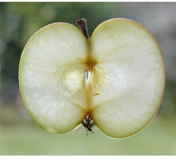 Fun Eighth Grade Science Experiement: How Do You Keep Sliced Apples Fresh?