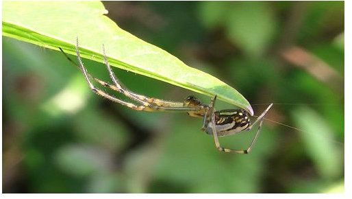 Long Jawwed Orb Weaver