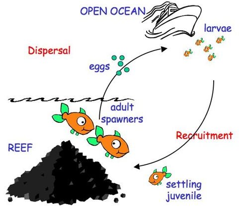 Reef Fish Life Cycle Diagram