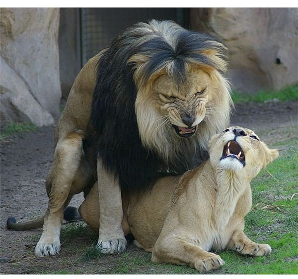 African Lions Mating (Denver Zoo)