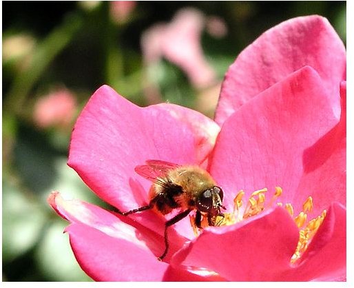 Advantages of Backyard Beekeeping