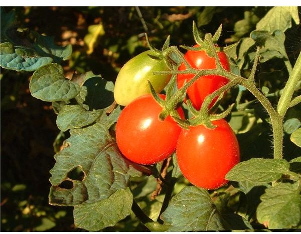 Starting and Growing Organic Tomato Seeds