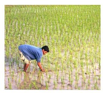 Searching For an Online Degree in Sustainable Agriculture