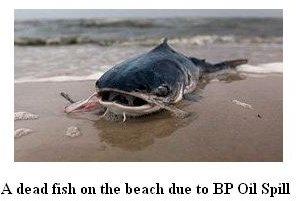 Removing Oil from Florida Beaches
