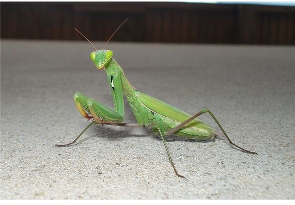 Praying Mantis Preschool Theme: Art and Craft Ideas