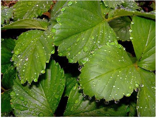 how to grow organic strawberry plants