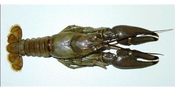 Crayfish: Aquatic Crustaceans Benefiting the Environment and Its Ecosystems