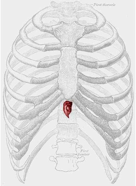 What Is the Xiphoid Process and What Is Its Function?