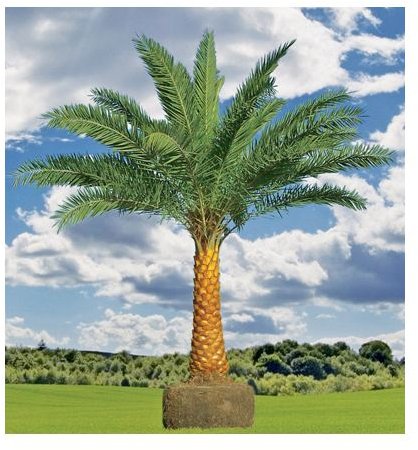 Date Palm Tree